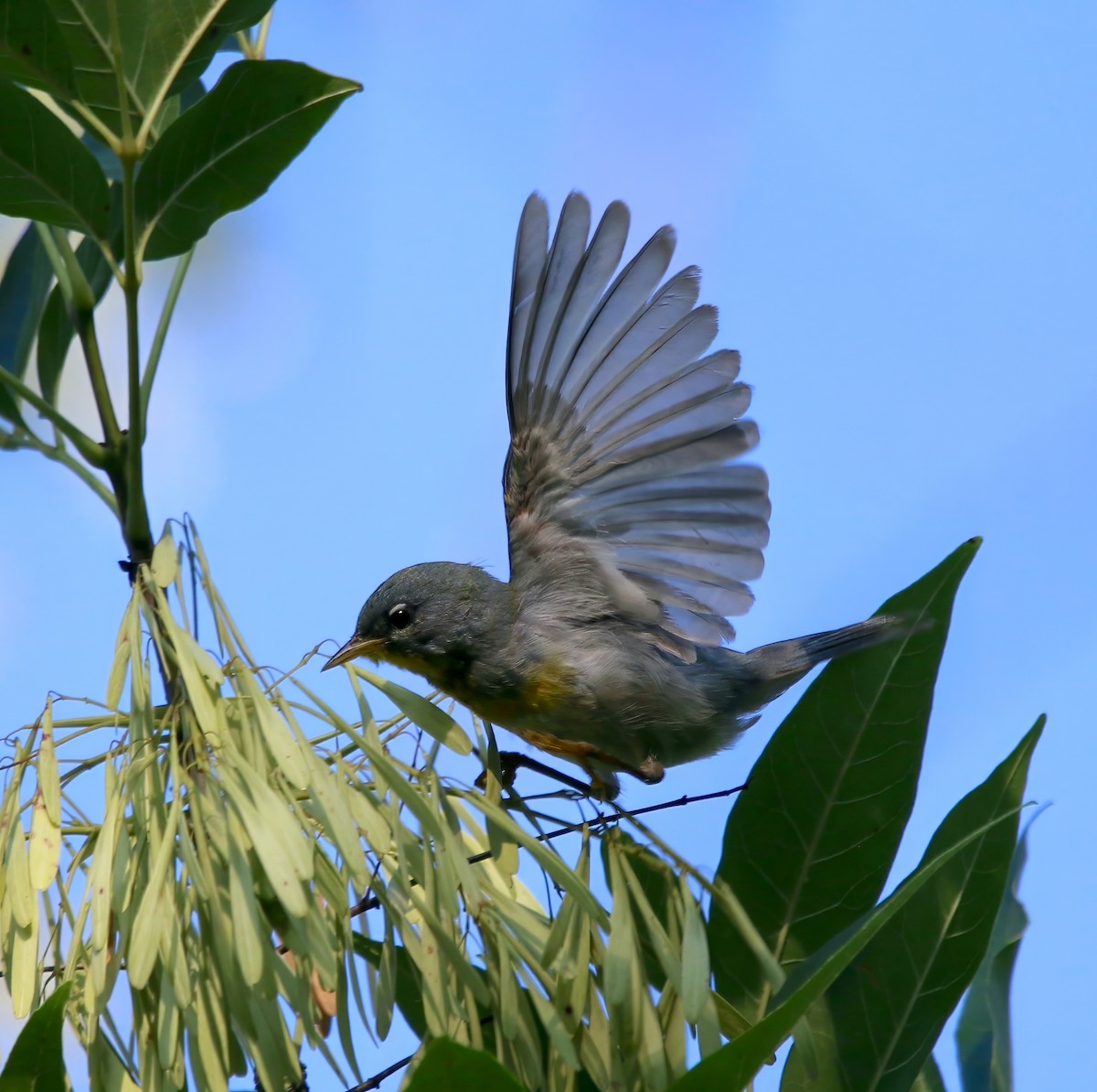 Northern Parula - Lori White