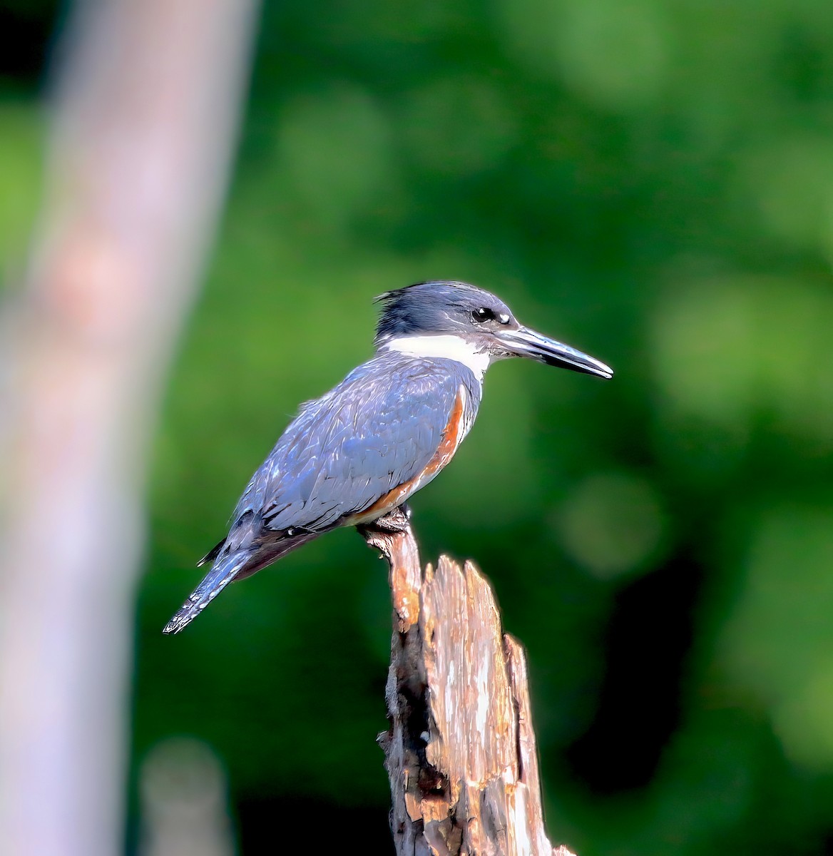 Belted Kingfisher - ML589141481