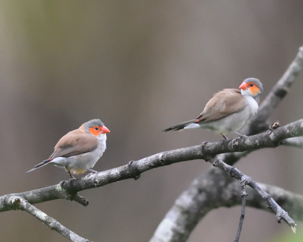 Zebra Waxbill - ML589141521