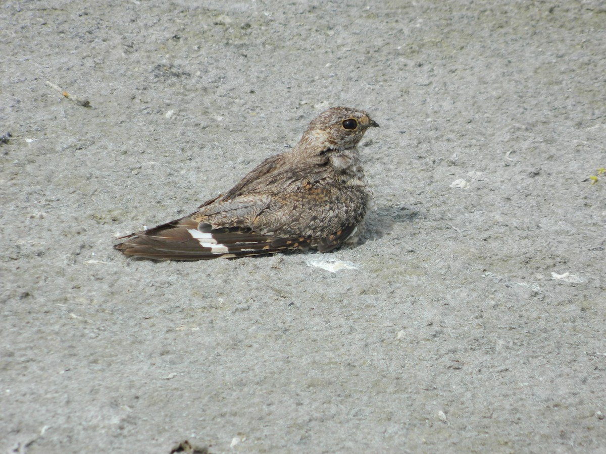 Lesser Nighthawk - ML58914271