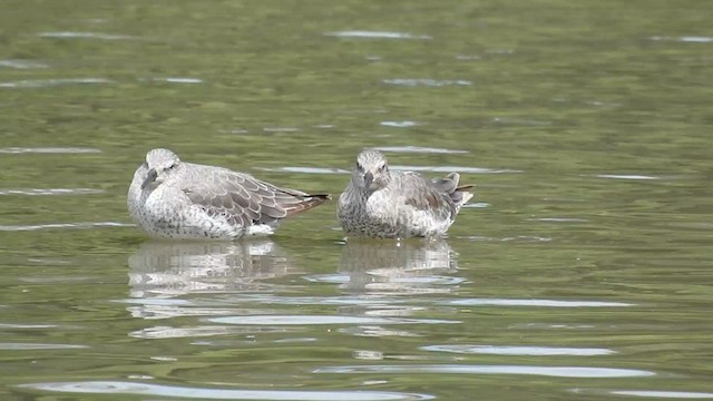 Red Knot - ML589142931