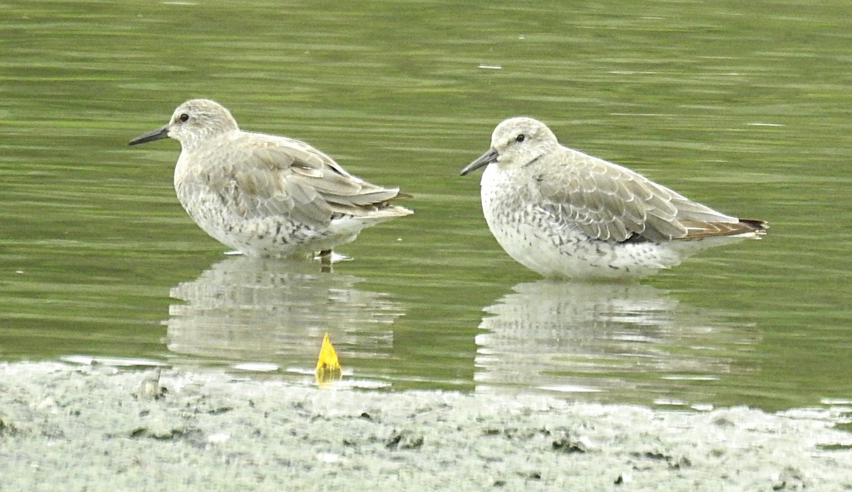 Red Knot - ML589143261