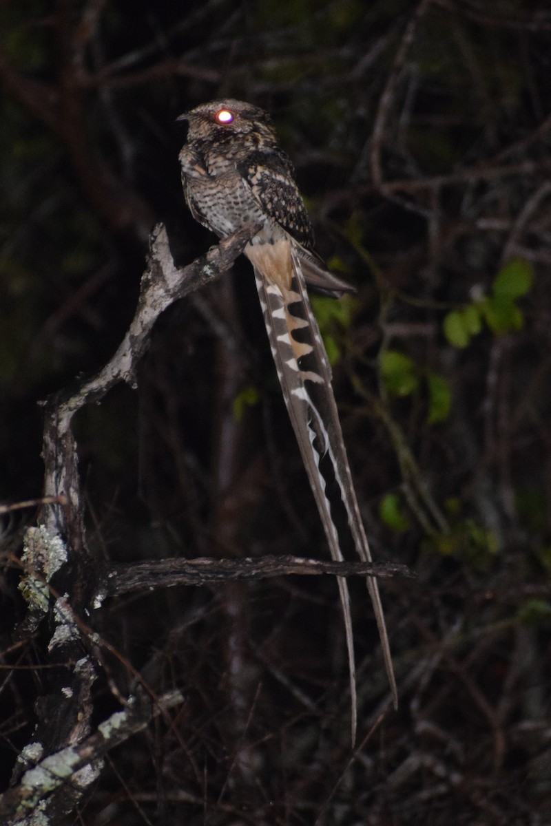 Scissor-tailed Nightjar - ML589143951