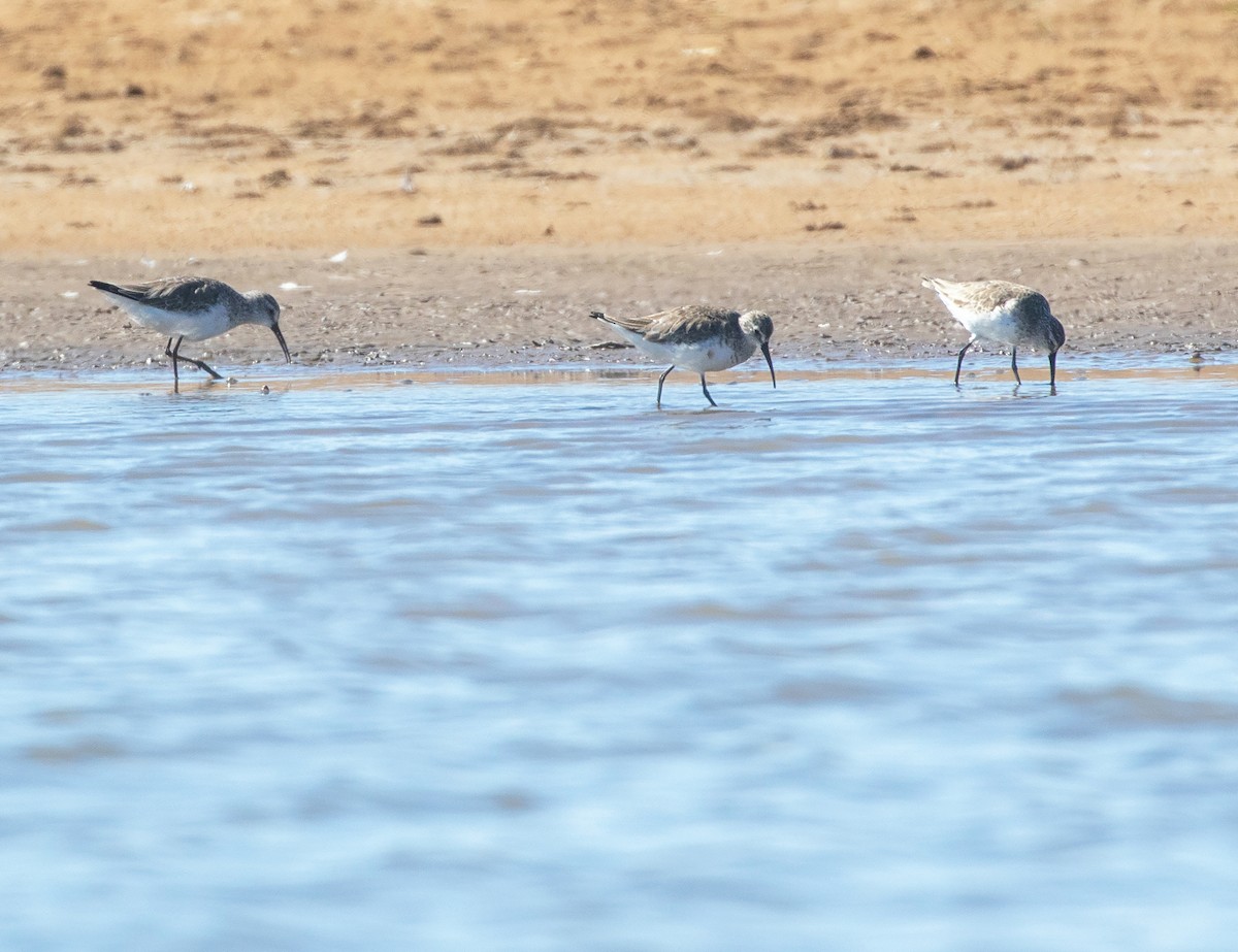 Curlew Sandpiper - ML589144571