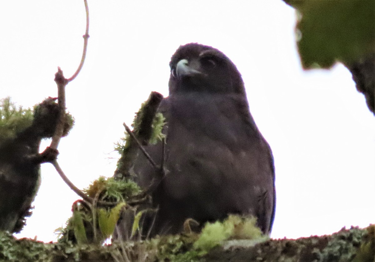 White-tailed Hawk - Alejandro Williams Viveros