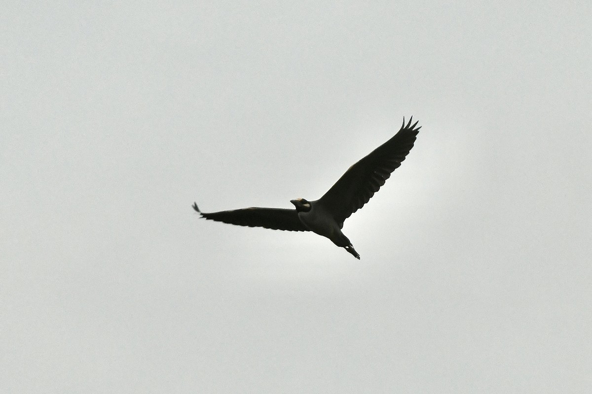 Yellow-crowned Night Heron (Yellow-crowned) - ML589145731