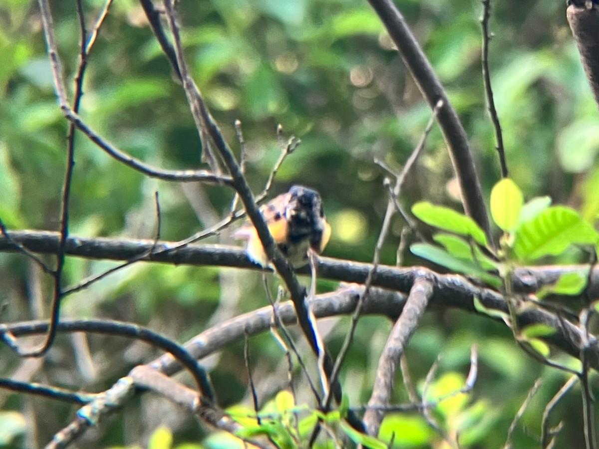 American Redstart - ML589145791