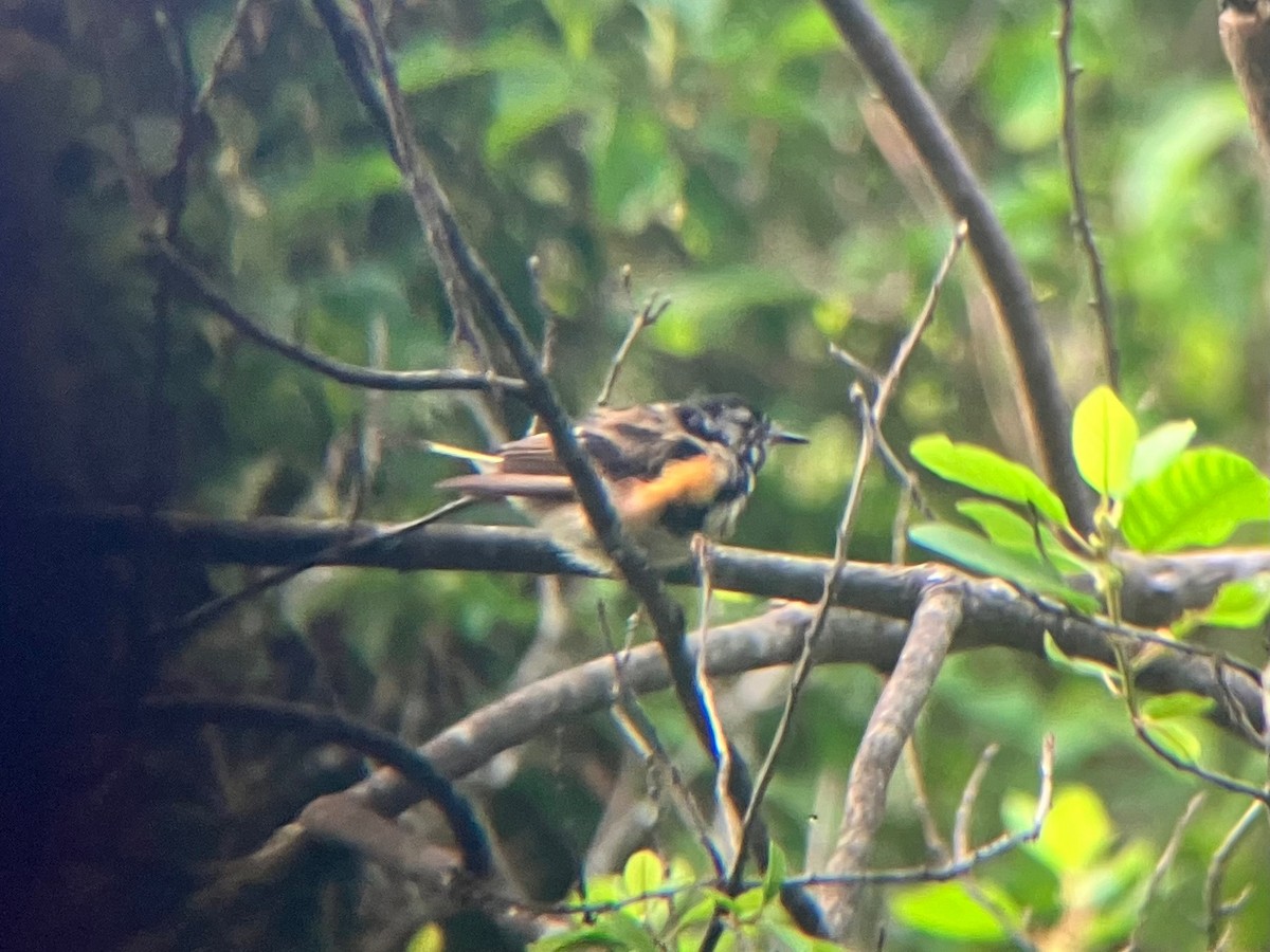 American Redstart - ML589145811