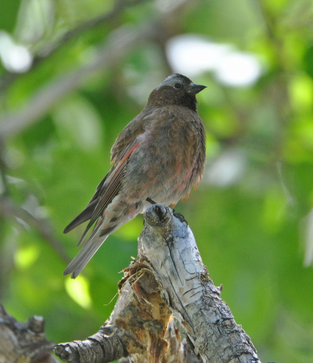 Gray-crowned Rosy-Finch - ML589146051