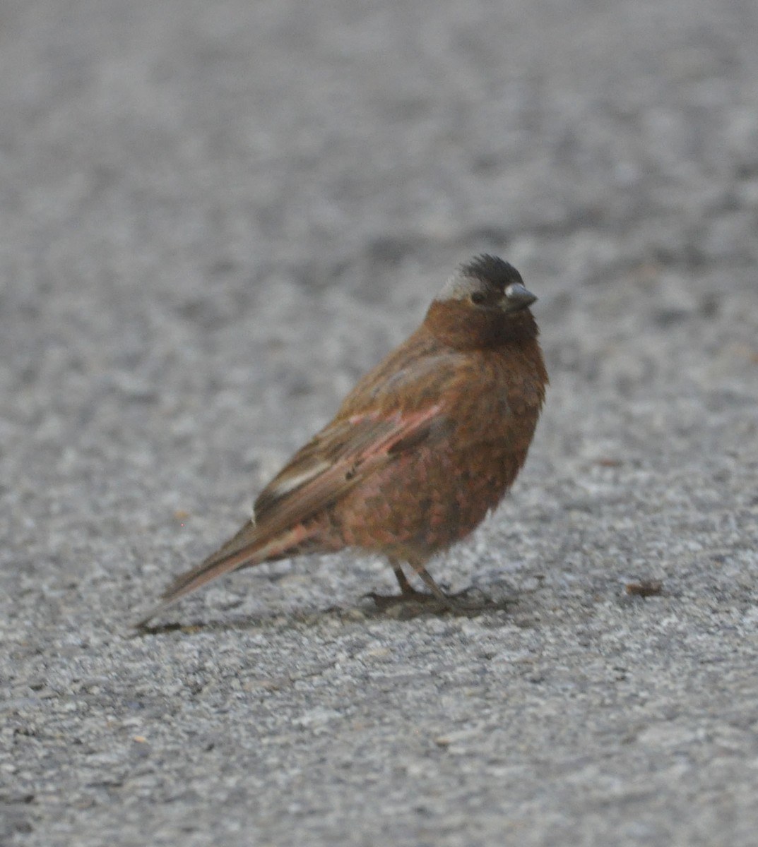 Gray-crowned Rosy-Finch - ML589146081