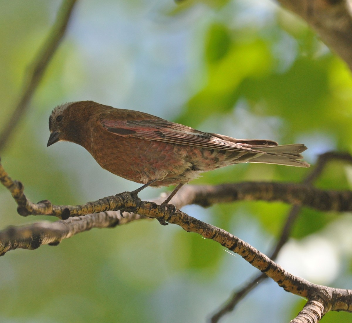 Gray-crowned Rosy-Finch - ML589146091