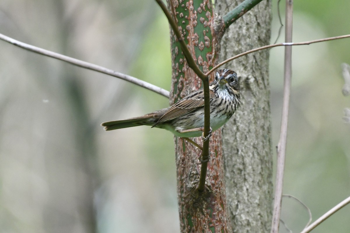 Lincoln's Sparrow - ML589146571