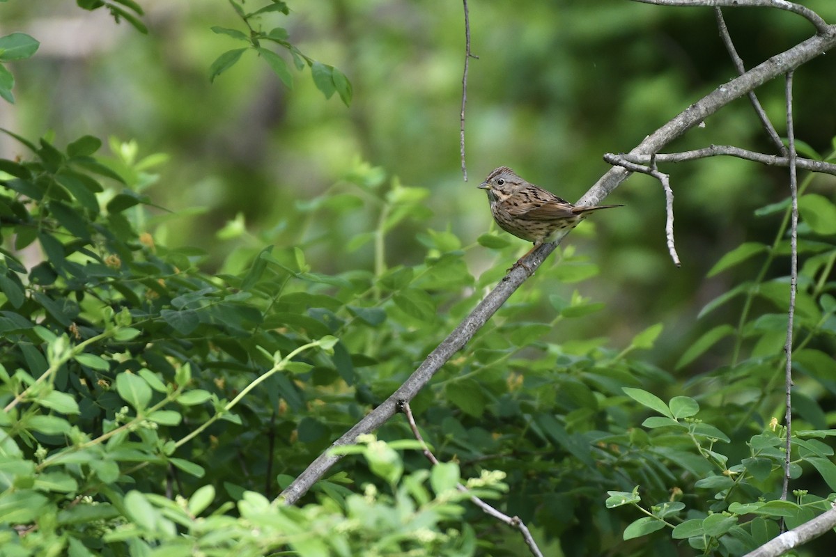 Lincoln's Sparrow - ML589146581