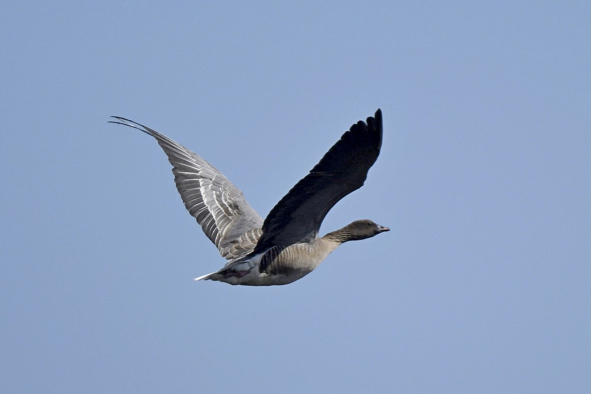 Pink-footed Goose - ML589146591