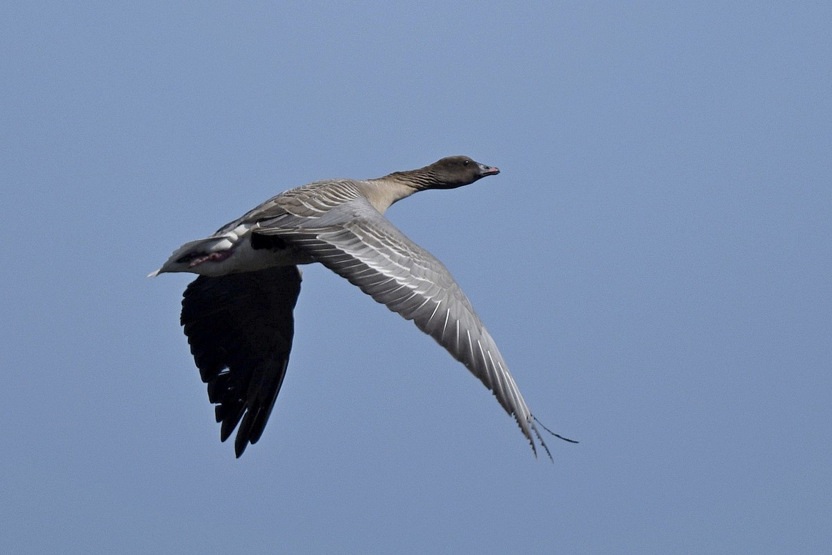 Pink-footed Goose - ML589146621