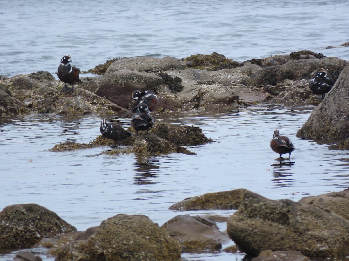 Harlequin Duck - ML589146841