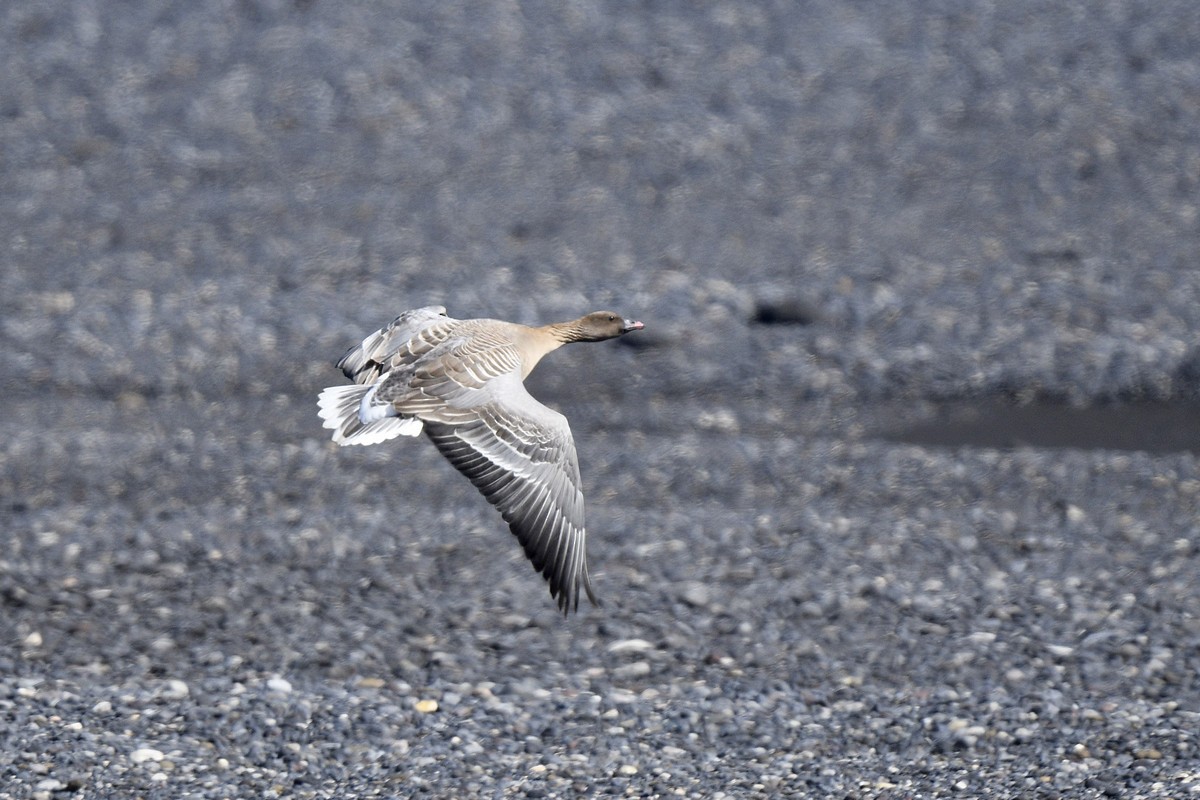 Pink-footed Goose - ML589146851