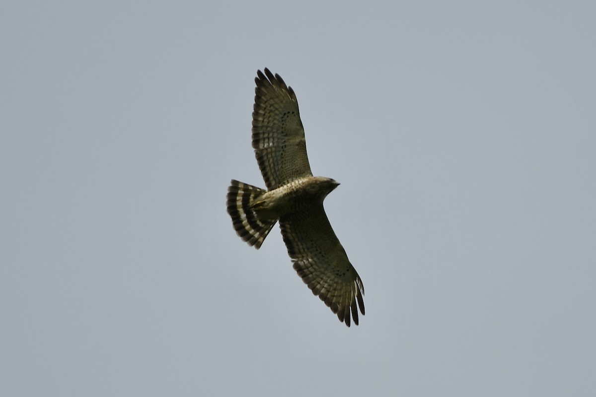 Broad-winged Hawk (Northern) - Julien Amsellem