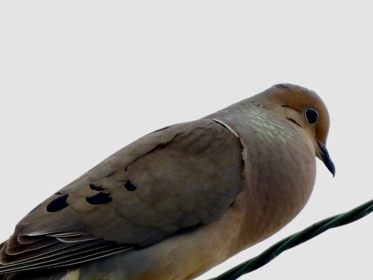 Mourning Dove - ML589147411