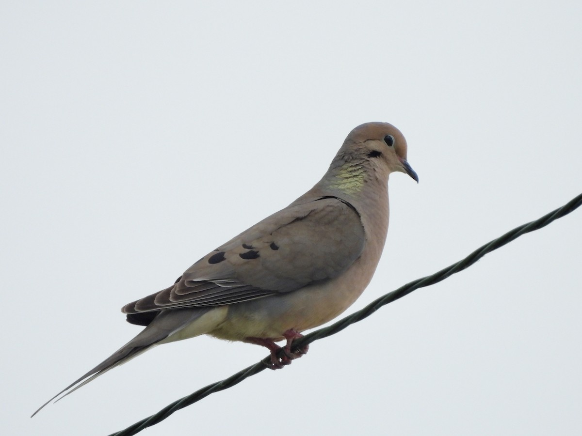 Mourning Dove - ML589147421