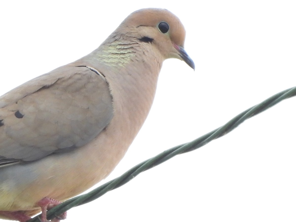 Mourning Dove - ML589147431