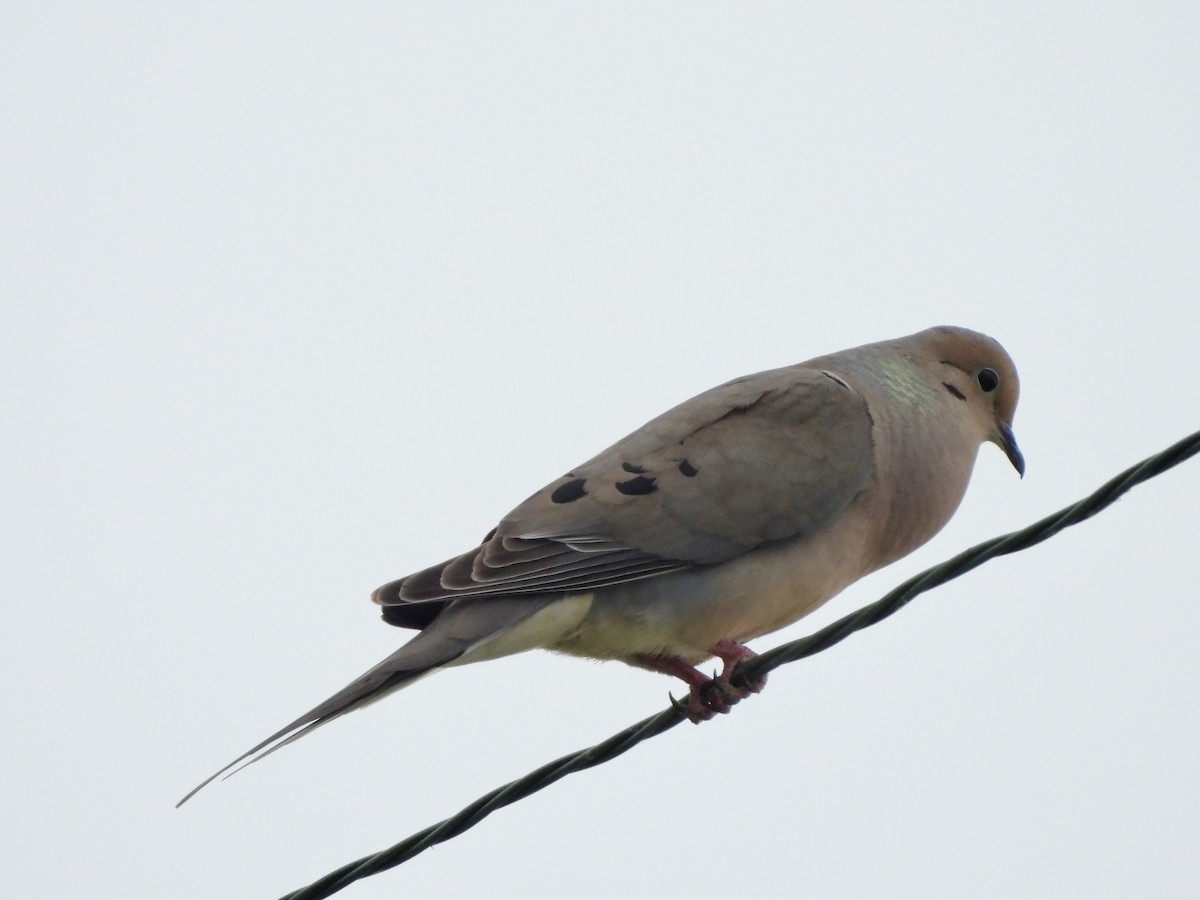 Mourning Dove - ML589147441