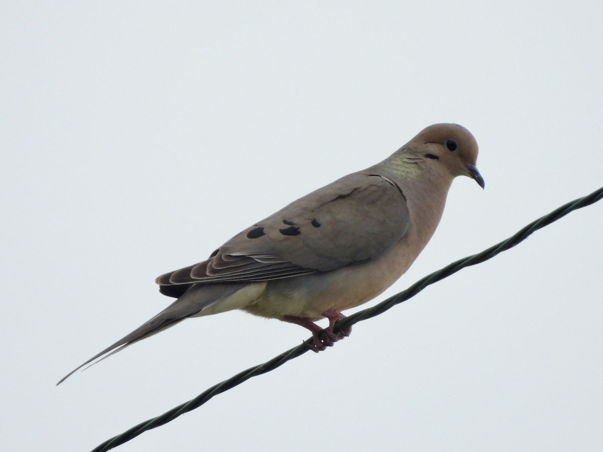 Mourning Dove - ML589147451