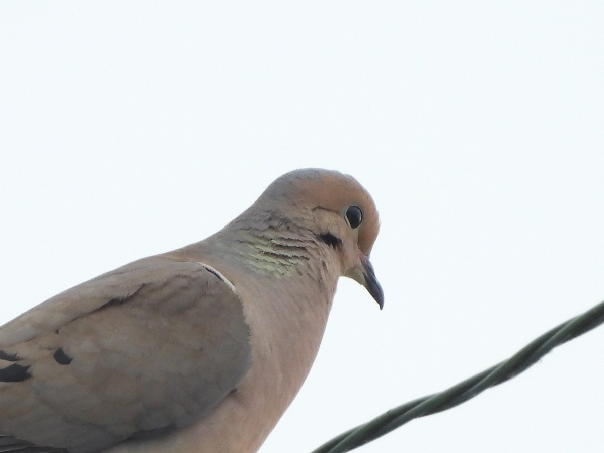 Mourning Dove - ML589147461