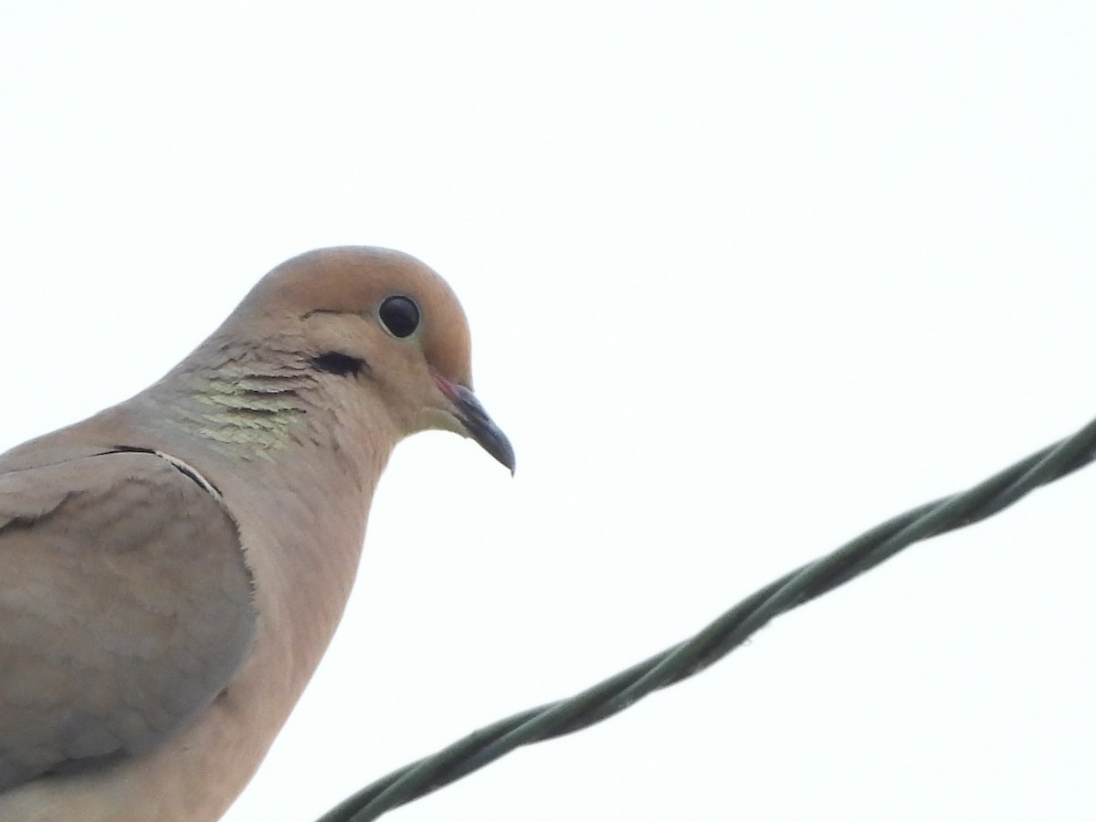 Mourning Dove - Jacob Tsikoyak