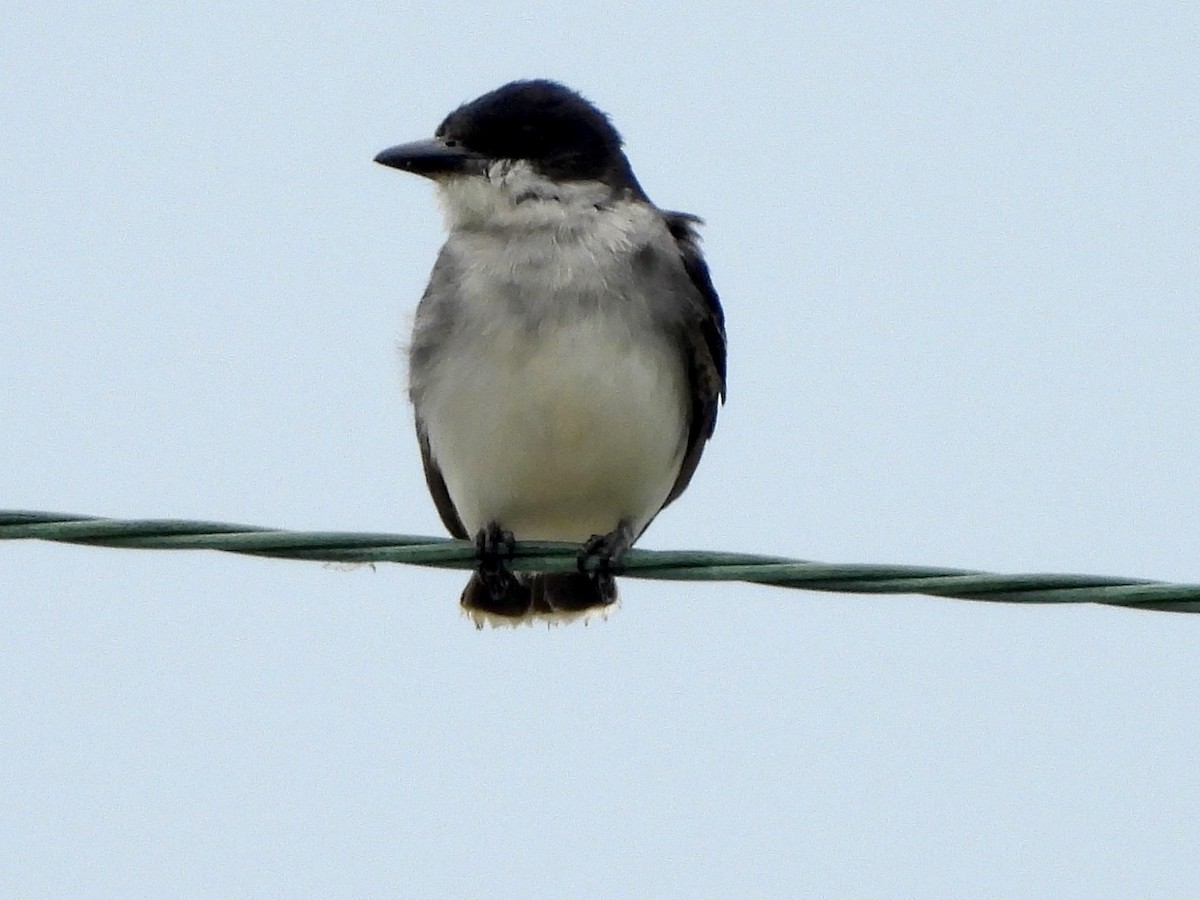 Eastern Kingbird - ML589147571