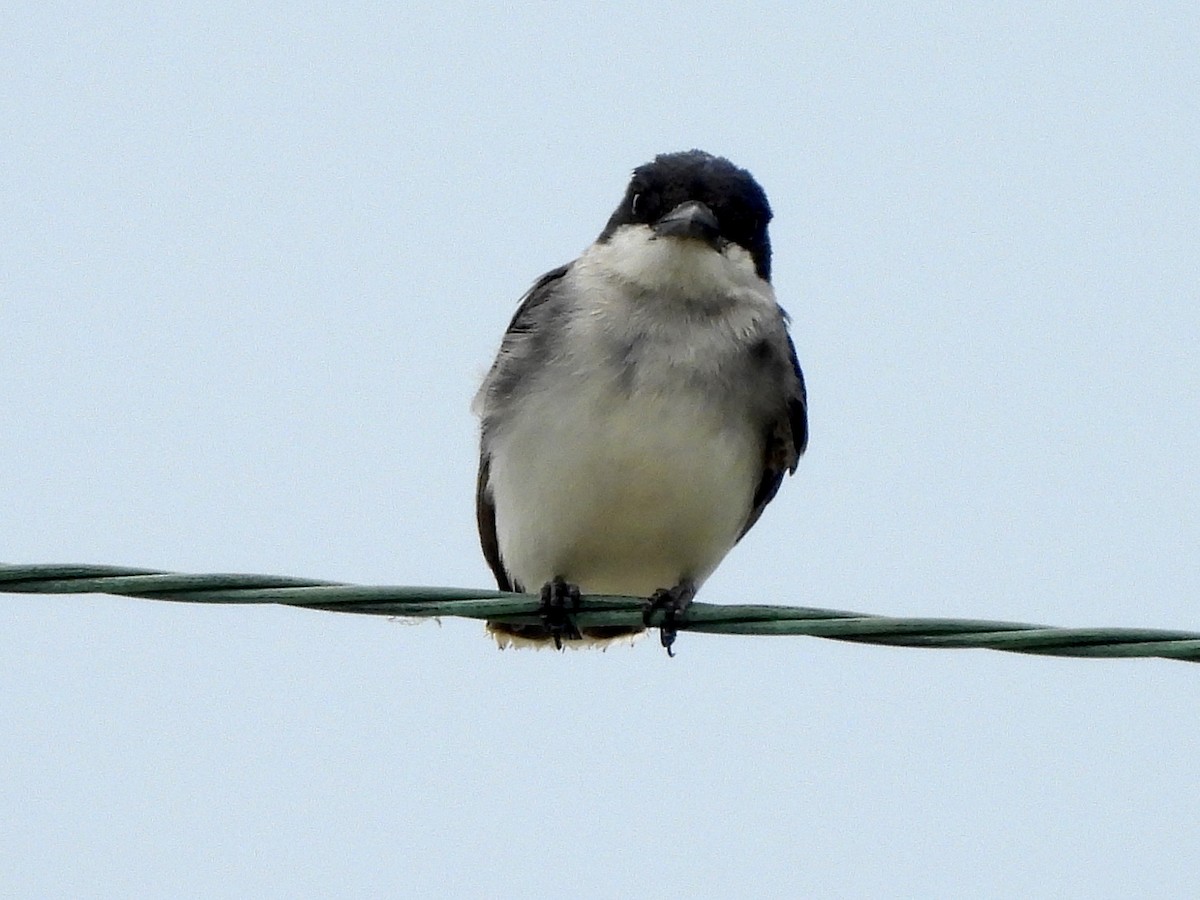 Eastern Kingbird - ML589147581