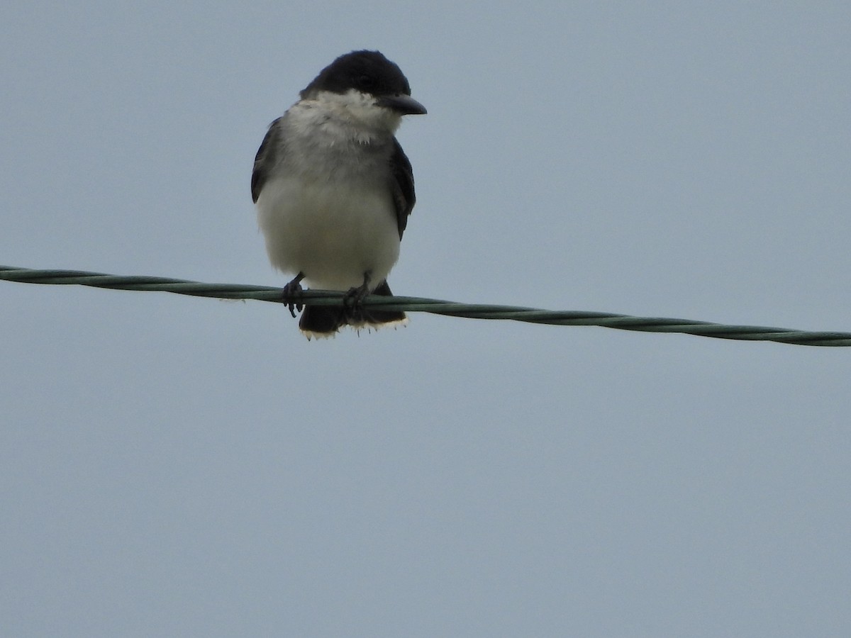 Eastern Kingbird - ML589147611