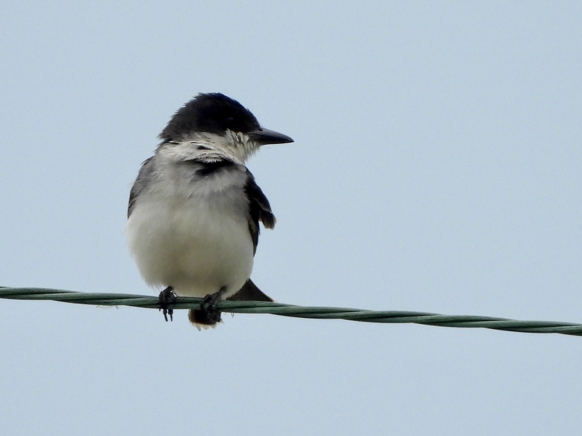 Eastern Kingbird - ML589147631