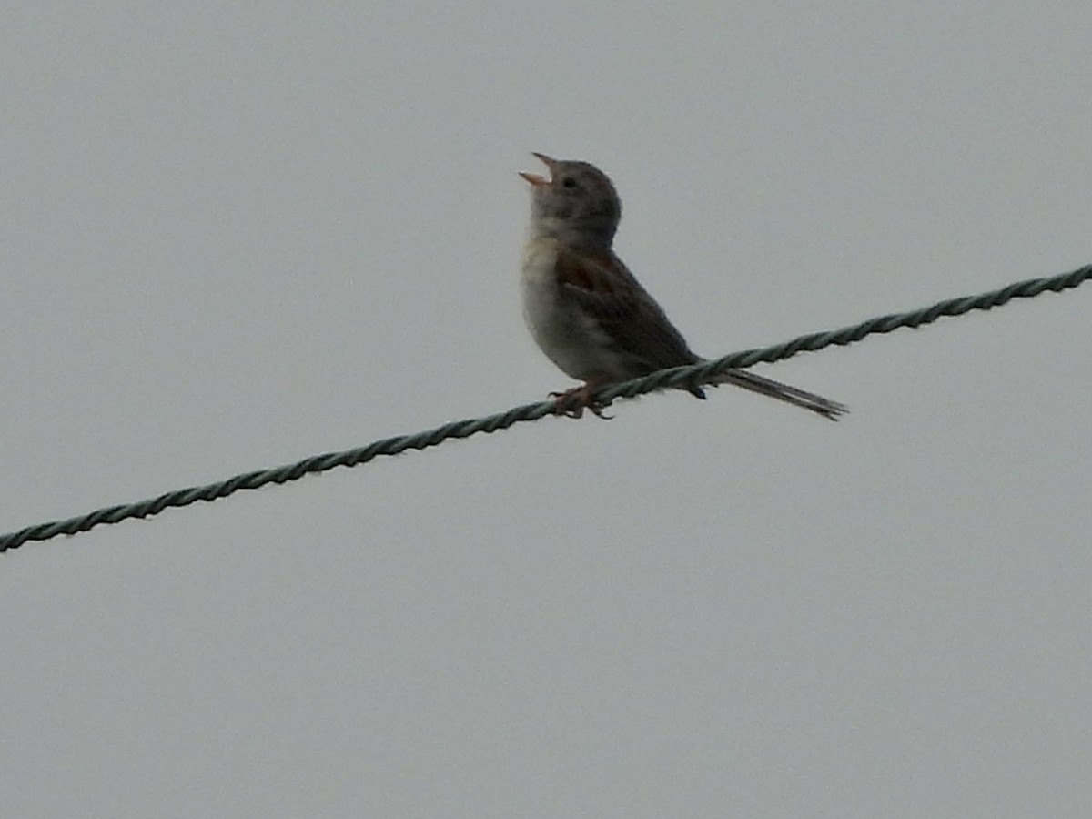 Field Sparrow - Jacob Tsikoyak