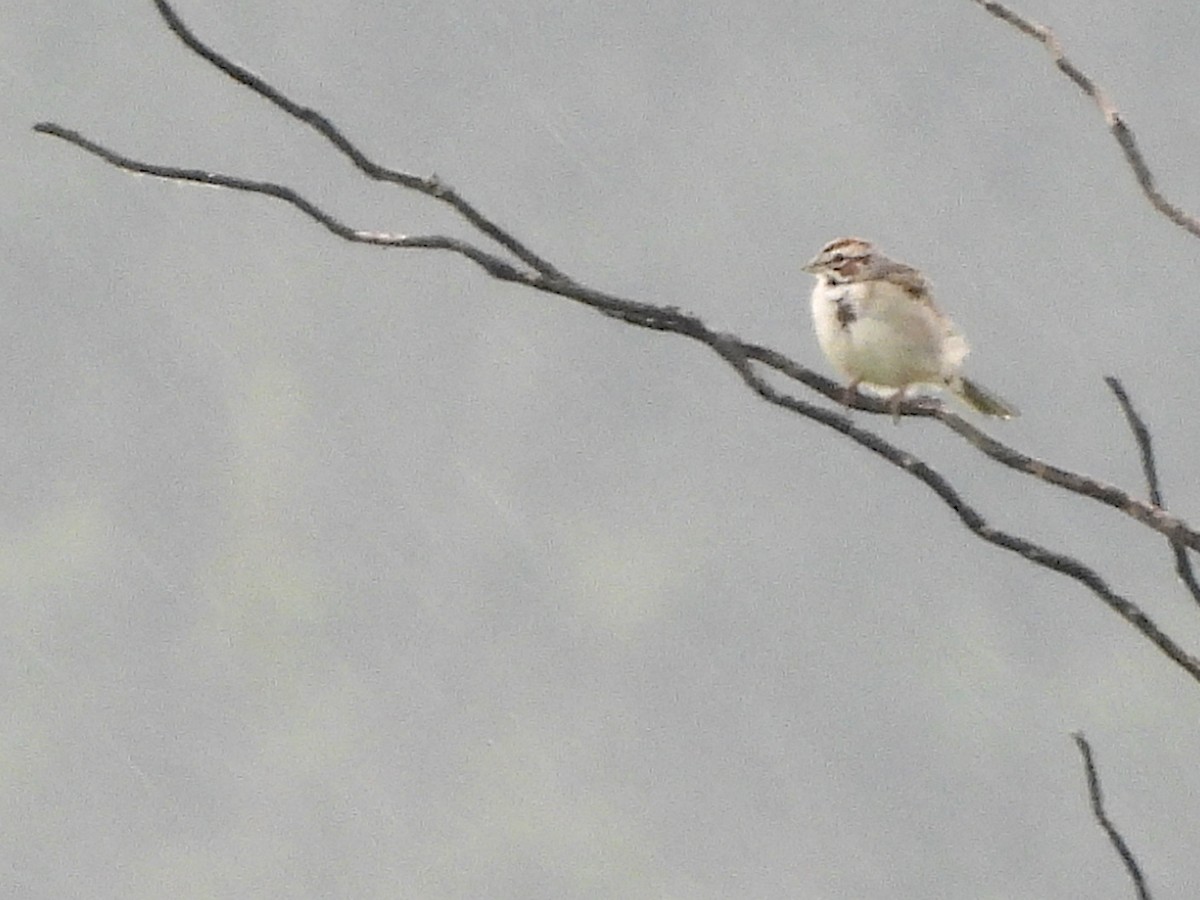 Lark Sparrow - ML589147941