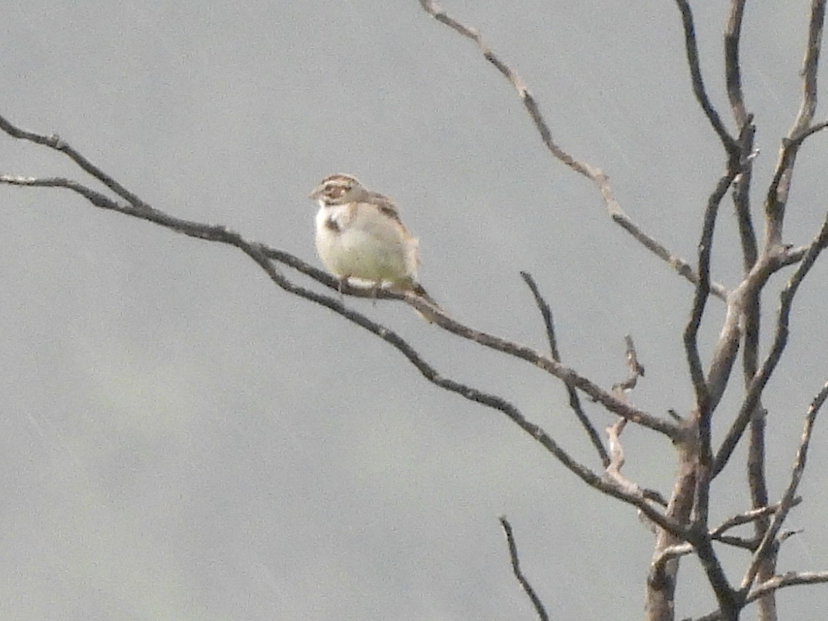 Lark Sparrow - ML589147951