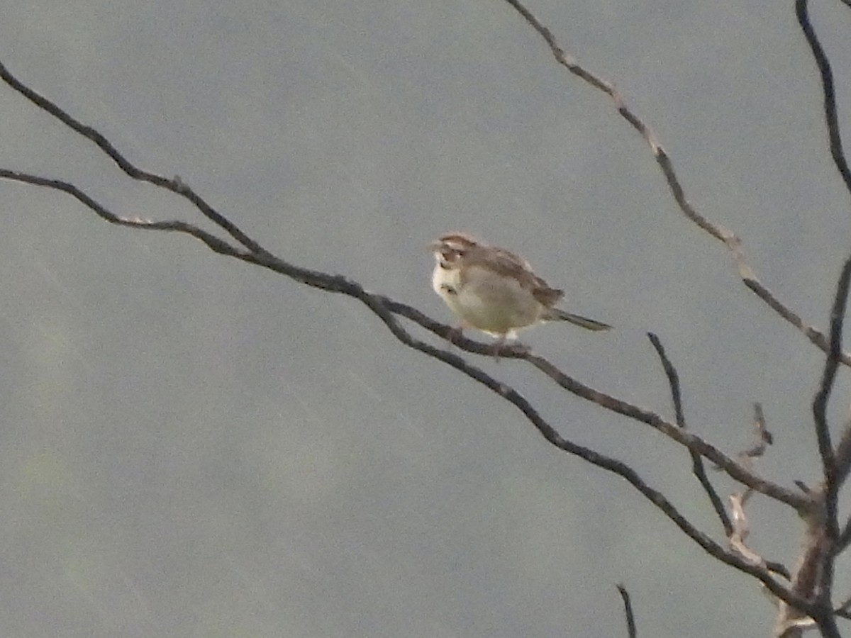 Lark Sparrow - ML589147961