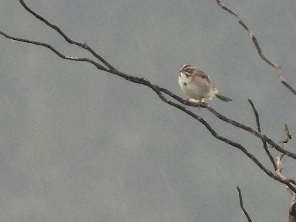 Lark Sparrow - ML589147971