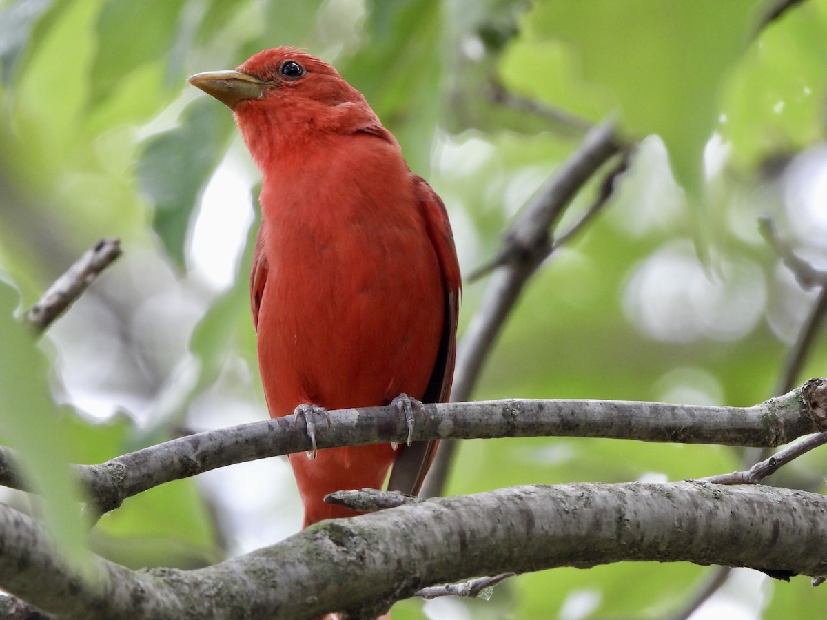 Summer Tanager - ML589148121