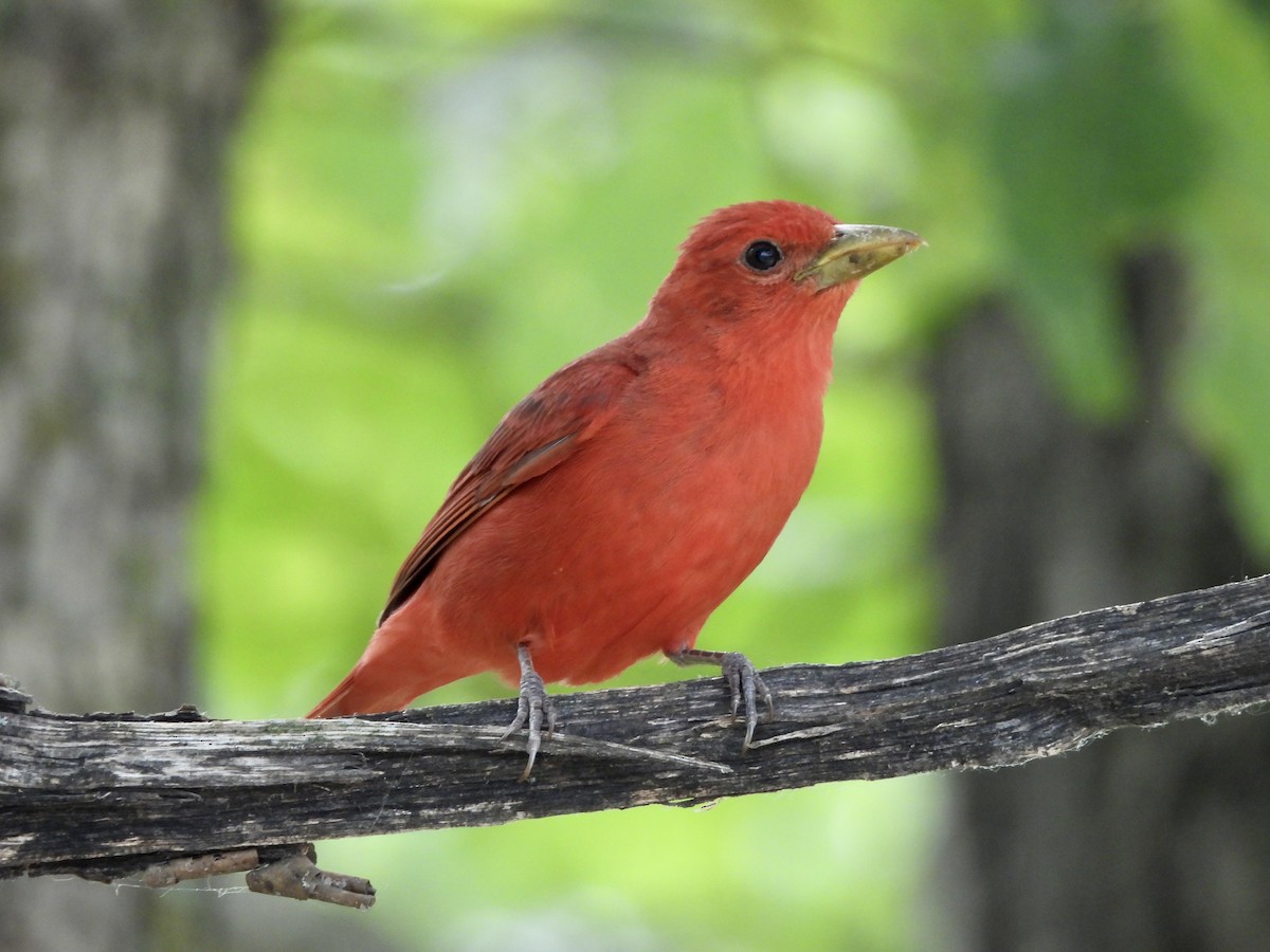 Summer Tanager - ML589148131