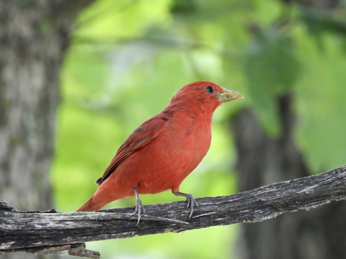 Summer Tanager - ML589148141