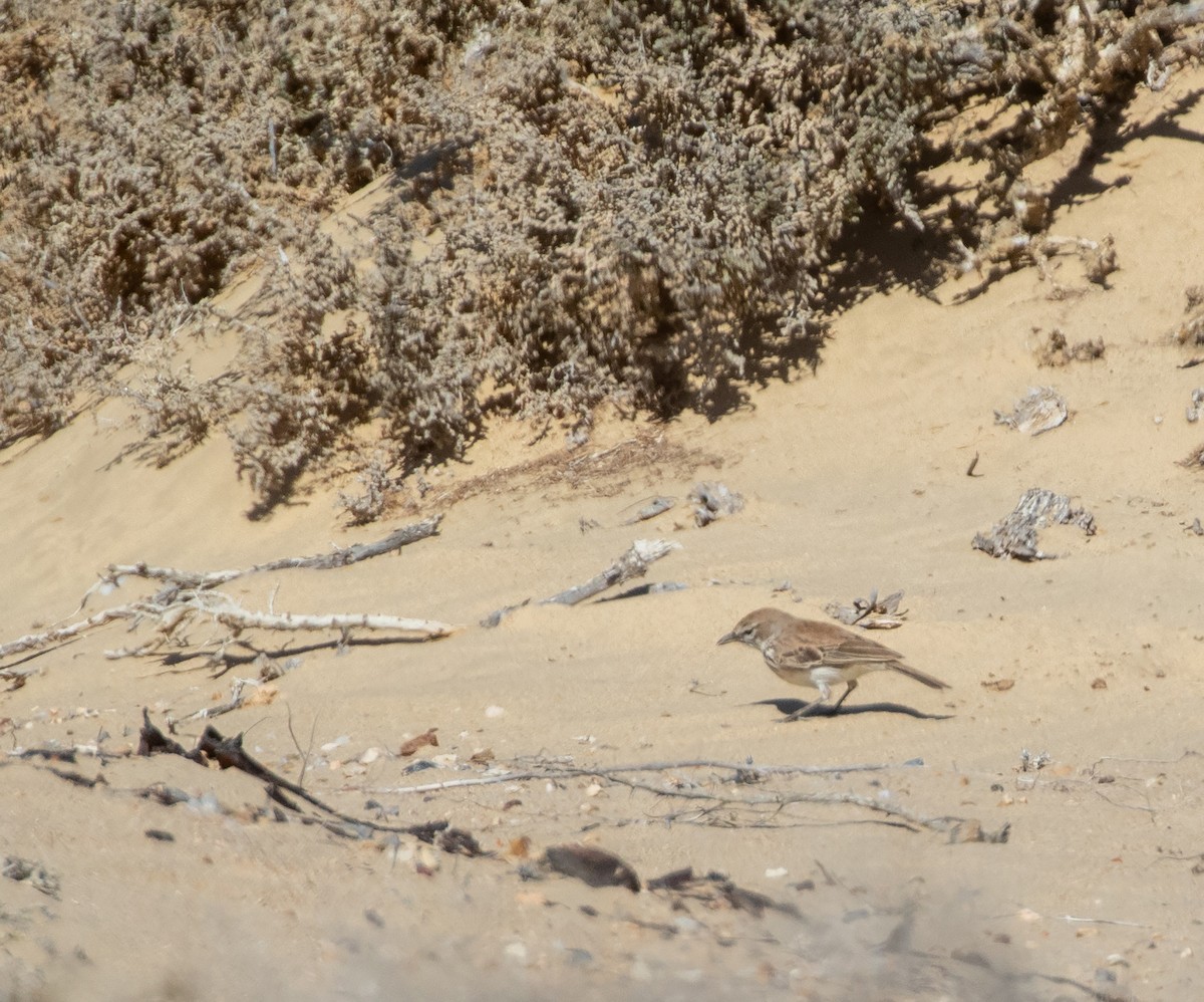 Dune Lark (Coastal) - ML589148211