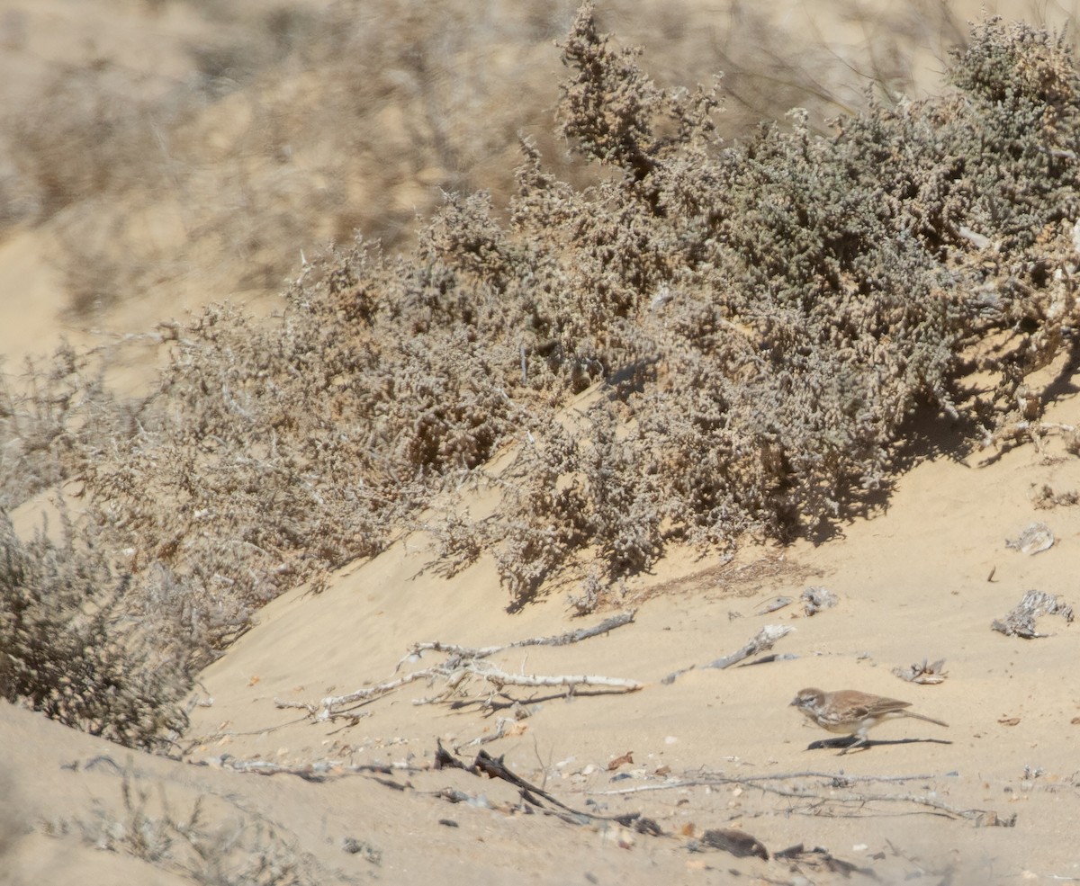 Dune Lark (Coastal) - ML589148221