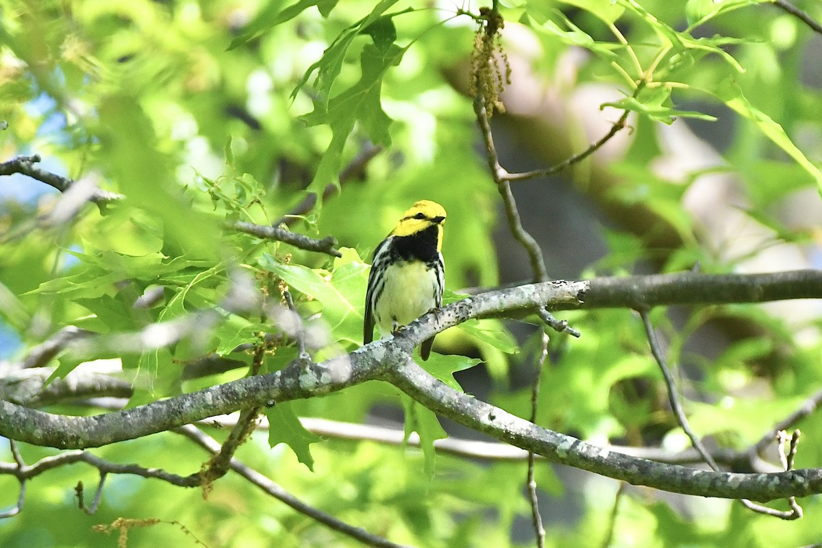 Black-throated Green Warbler - ML589149431
