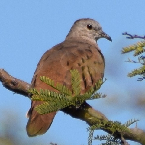 Ruddy Ground Dove - ML589149831