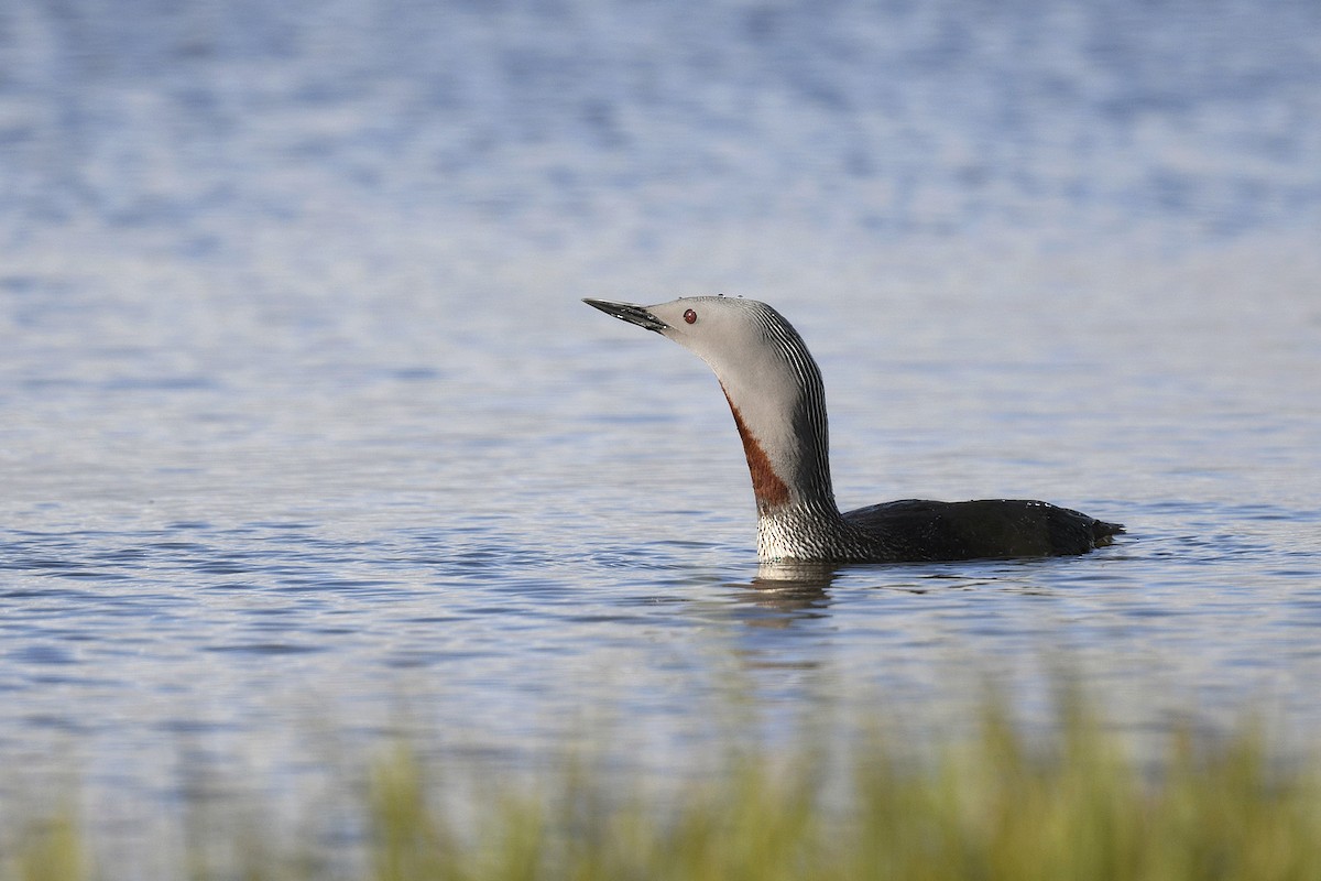 Red-throated Loon - ML589149901