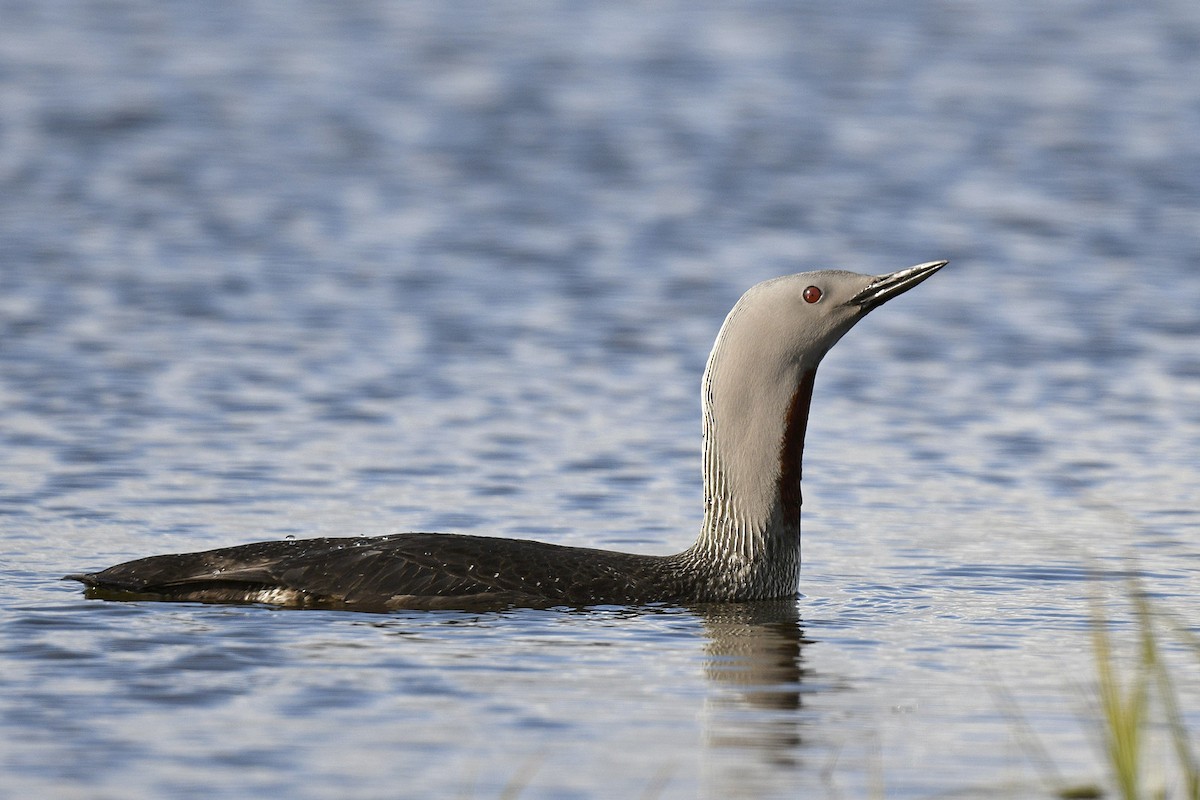 Red-throated Loon - ML589150001
