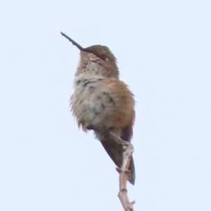 Rufous Hummingbird - ML589150111