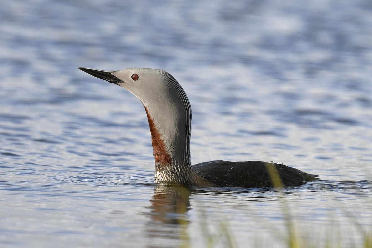 Red-throated Loon - ML589150121