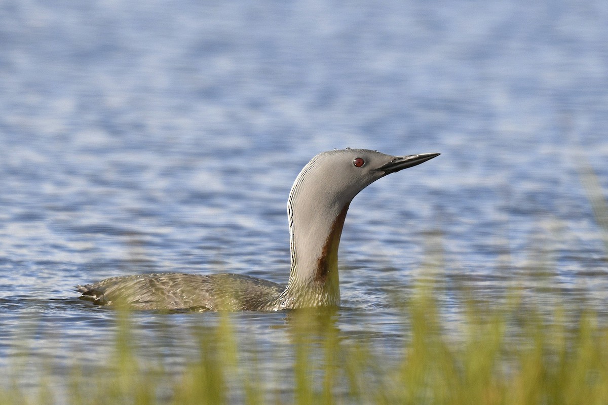 Red-throated Loon - ML589150231